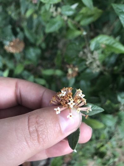 Buddleja auriculata, photographed by Elizabeth Moll-Willard
