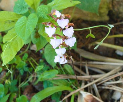 Rhynchostele bictoniensis, photographed by ELOYJIMENEZ13