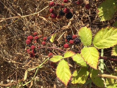 Rubus procerus, photographed by Lindsey K. Wise