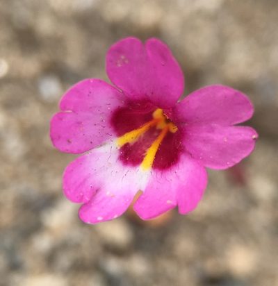 Erythranthe diffusa, photographed by Matt Berger