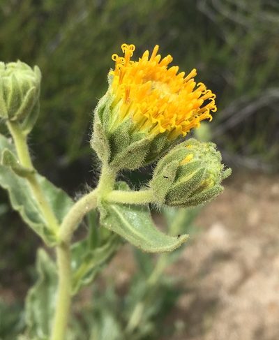 Geraea viscida, photographed by Matt Berger