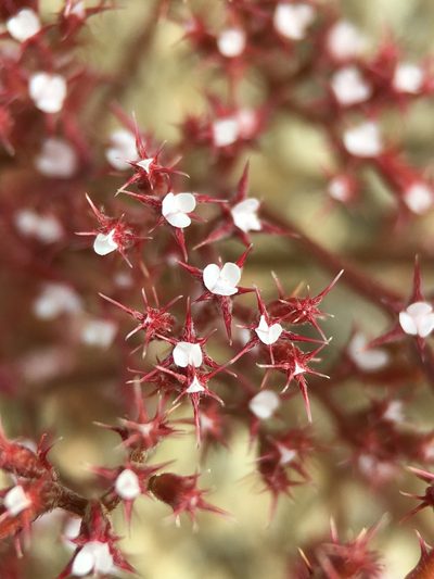 Chorizanthe leptotheca, photographed by Matt Berger