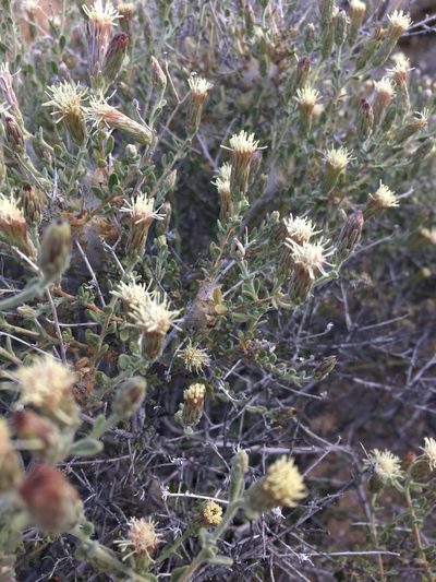 Brickellia frutescens, photographed by Matt Berger