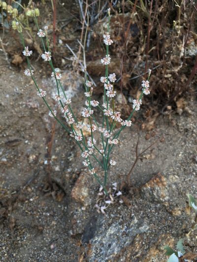 Eriogonum molestum, photographed by Matt Berger