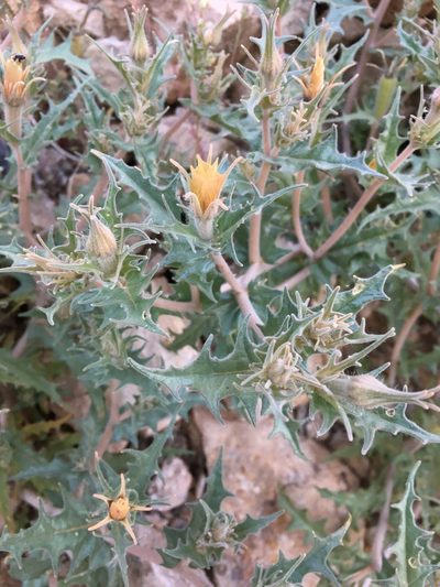 Mentzelia hirsutissima, photographed by Matt Berger