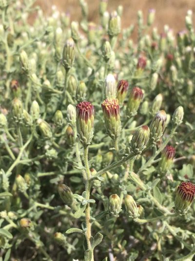 Brickellia frutescens, photographed by Matt Berger