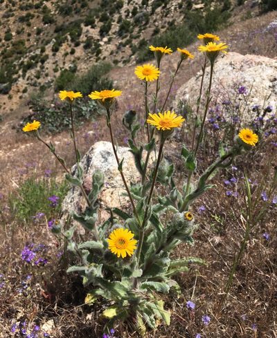 Hulsea californica, photographed by Matt Berger
