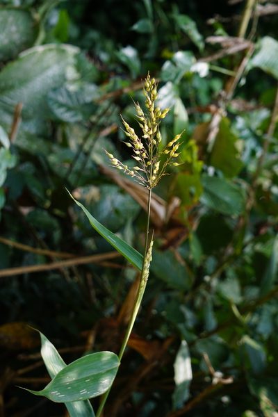 Olyra latifolia, photographed by Maheva B Laursen