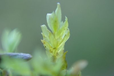 Fissidens crispus, photographed by Randal