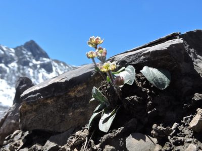 Ranunculus parnassifolius, photographed by Karsten Rohweder