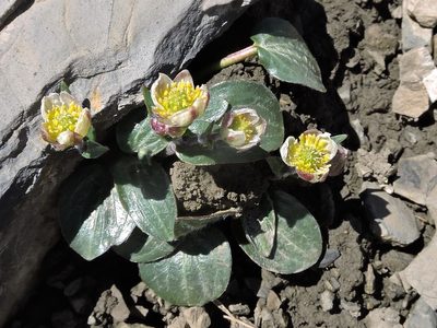 Ranunculus parnassifolius, photographed by Karsten Rohweder