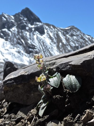 Ranunculus parnassifolius, photographed by Karsten Rohweder