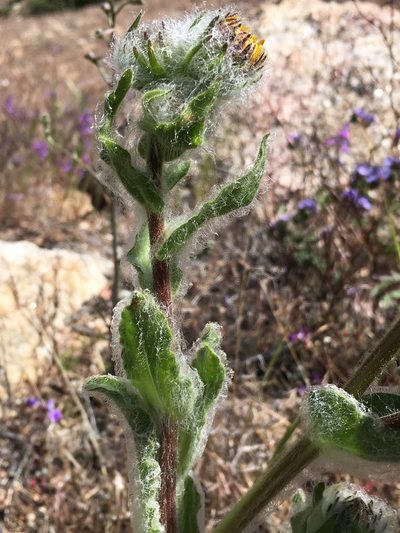 Hulsea californica, photographed by Matt Berger