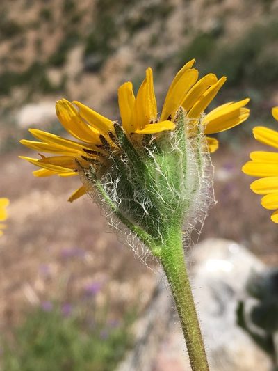 Hulsea californica, photographed by Matt Berger