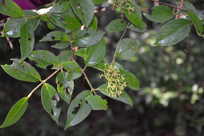 Viburnum lautum, photographed by Neptalí Ramírez Marcial
