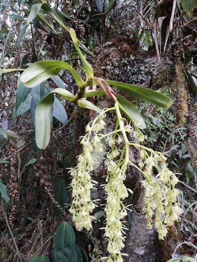 Epidendrum excisum, photographed by llimi sanchez
