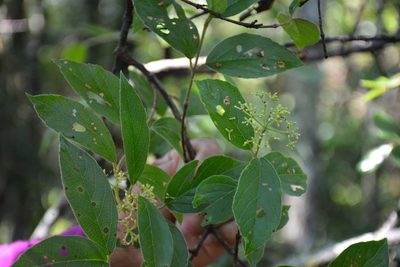 Viburnum lautum, photographed by Neptalí Ramírez Marcial