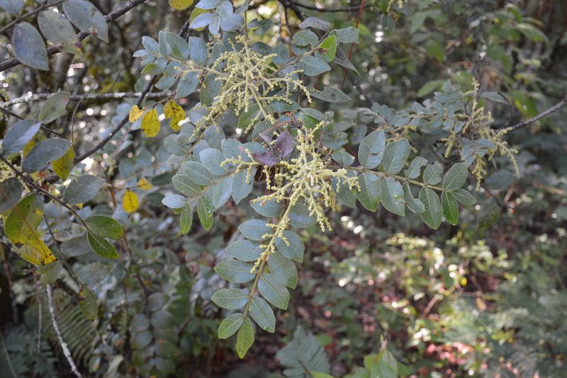 Rhus schiedeana, photographed by Neptalí Ramírez Marcial