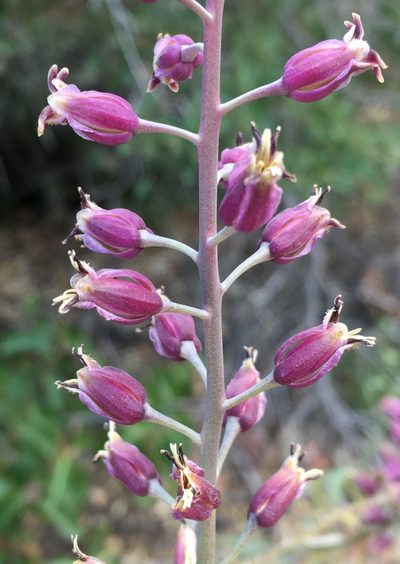 Streptanthus campestris, photographed by Matt Berger