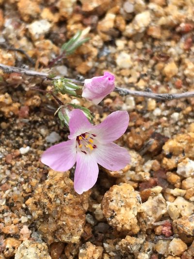 Linanthus orcuttii, photographed by Matt Berger