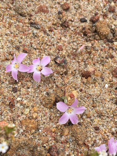 Linanthus orcuttii, photographed by Matt Berger