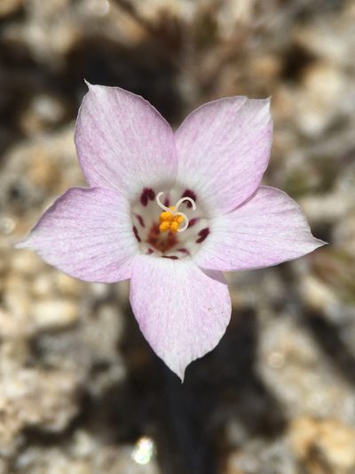 Linanthus orcuttii, photographed by Matt Berger