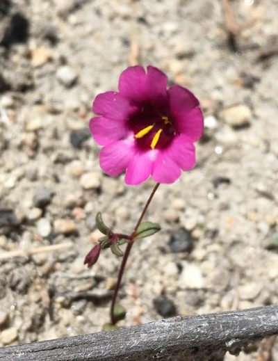 Erythranthe diffusa, photographed by Matt Berger