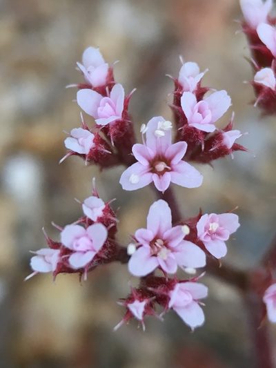 Chorizanthe leptotheca, photographed by Matt Berger