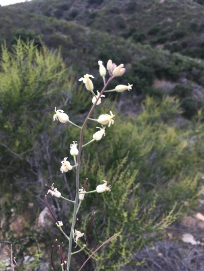 Streptanthus hallii, photographed by Matt Berger
