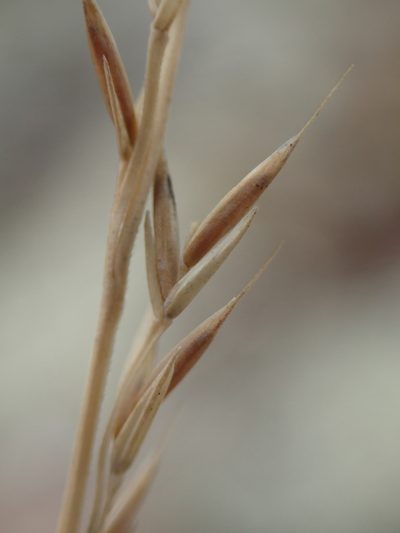 Festuca saximontana, photographed by Allan Harris