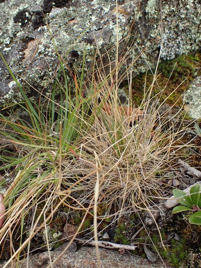 Festuca saximontana, photographed by Allan Harris