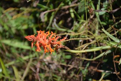 Dichromanthus cinnabarinus, photographed by Neptalí Ramírez Marcial