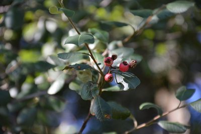 Malacomeles nervosa, photographed by Neptalí Ramírez Marcial