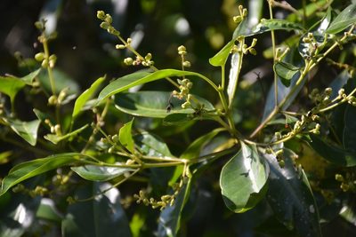 Chiococca pachyphylla, photographed by Neptalí Ramírez Marcial