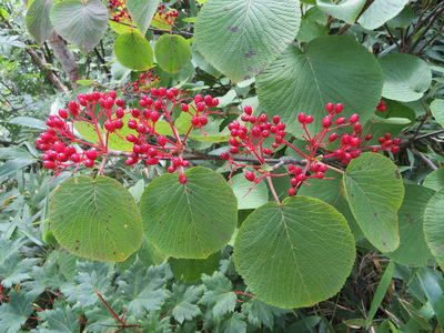 Viburnum furcatum, photographed by Marco Mussita