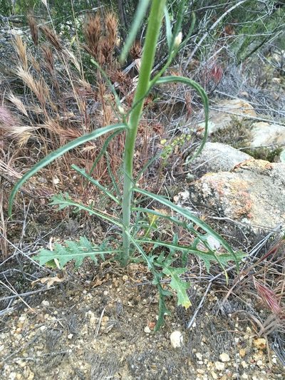 Streptanthus hallii, photographed by Matt Berger