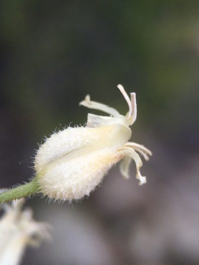 Streptanthus hallii, photographed by Matt Berger