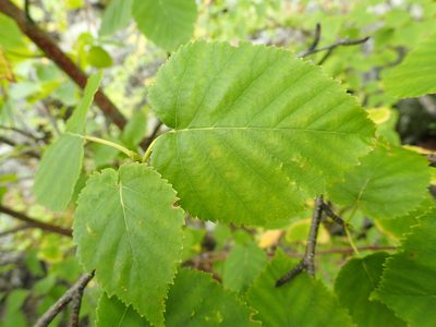 Betula cordifolia, photographed by Allan Harris