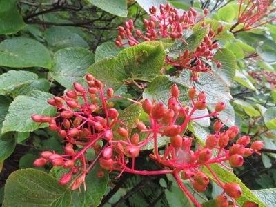 Viburnum furcatum, photographed by Marco Mussita