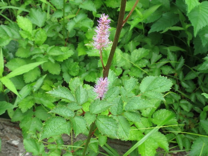 Astilbe chinensis, photographed by Repina Tatyana