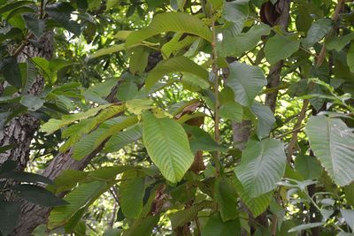 Annona purpurea, photographed by Neptalí Ramírez Marcial