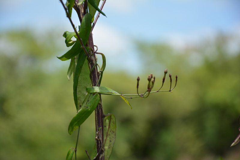 Mandevilla tubiflora, photographed by Neptalí Ramírez Marcial