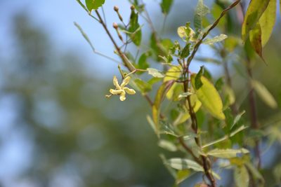 Mandevilla tubiflora, photographed by Neptalí Ramírez Marcial