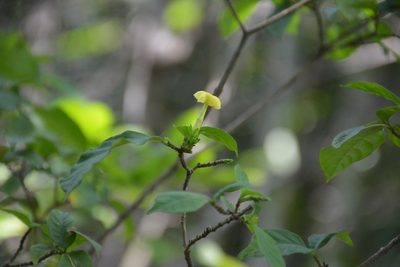 Tabernaemontana hannae, photographed by Neptalí Ramírez Marcial