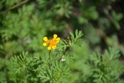 Dyssodia decipiens, photographed by Neptalí Ramírez Marcial