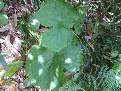 Podophyllum grayi, photographed by Marco Mussita