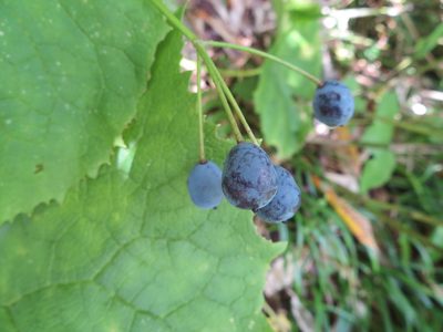 Podophyllum grayi, photographed by Marco Mussita