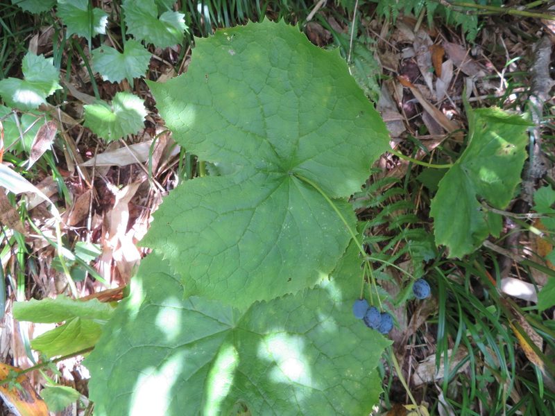 Podophyllum grayi, photographed by Marco Mussita