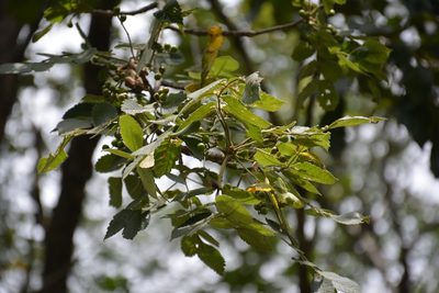 Bursera excelsa, photographed by Neptalí Ramírez Marcial