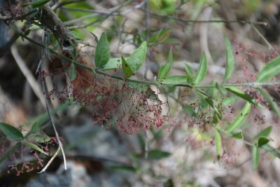 Crossopetalum uragoga, photographed by Neptalí Ramírez Marcial
